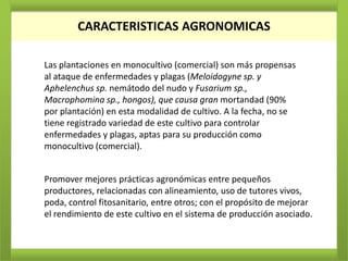CARACTERISTICAS AGRONOMICAS

Las plantaciones en monocultivo (comercial) son más propensas
al ataque de enfermedades y plagas (Meloidogyne sp. y
Aphelenchus sp. nemátodo del nudo y Fusarium sp.,
Macrophomina sp., hongos), que causa gran mortandad (90%
por plantación) en esta modalidad de cultivo. A la fecha, no se
tiene registrado variedad de este cultivo para controlar
enfermedades y plagas, aptas para su producción como
monocultivo (comercial).


Promover mejores prácticas agronómicas entre pequeños
productores, relacionadas con alineamiento, uso de tutores vivos,
poda, control fitosanitario, entre otros; con el propósito de mejorar
el rendimiento de este cultivo en el sistema de producción asociado.
 