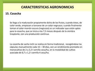 CARACTERISTICAS AGRONOMICAS
15. Cosecha

   Se llega a la maduración propiamente dicha de los frutos, cuando éstos, de
   color verde, empiezan a tornarse de un color negruzco; cuando finalmente
   toman el color marrón oscuro (negruzco) es un indicador que están aptos
   para la cosecha, que se inicia a los 7,5 meses después de la siembra
   trasplante, con una producción continua.



   La cosecha de sacha inchi se realiza en forma tradicional, recogiéndose las
   cápsulas manualmente cada 15 – 30 días, con un rendimiento promedio en
   monocultivo de 2 a 2,2 t semilla seca/ha, en la modalidad de cultivo
   asociado de 0,7 a 1,2 t semilla 4 seca/ha.
 