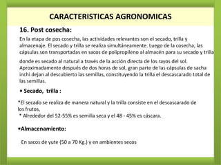CARACTERISTICAS AGRONOMICAS
16. Post cosecha:
En la etapa de pos cosecha, las actividades relevantes son el secado, trilla y
almacenaje. El secado y trilla se realiza simultáneamente. Luego de la cosecha, las
cápsulas son transportadas en sacos de polipropileno al almacén para su secado y trilla
donde es secado al natural a través de la acción directa de los rayos del sol.
Aproximadamente después de dos horas de sol, gran parte de las cápsulas de sacha
inchi dejan al descubierto las semillas, constituyendo la trilla el descascarado total de
las semillas.
• Secado, trilla :
*El secado se realiza de manera natural y la trilla consiste en el descascarado de
los frutos,
 * Alrededor del 52-55% es semilla seca y el 48 - 45% es cáscara.

•Almacenamiento:

 En sacos de yute (50 a 70 Kg.) y en ambientes secos
 