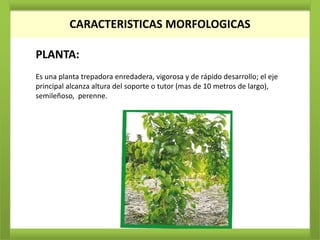 CARACTERISTICAS MORFOLOGICAS
          CARACTERISTICAS MORFOLOGICAS

PLANTA:
Es una planta trepadora enredadera, vigorosa y de rápido desarrollo; el eje
principal alcanza altura del soporte o tutor (mas de 10 metros de largo),
semileñoso, perenne.
 