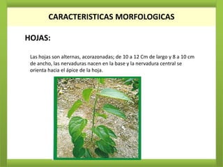 CARACTERISTICAS MORFOLOGICAS

HOJAS:

 Las hojas son alternas, acorazonadas; de 10 a 12 Cm de largo y 8 a 10 cm
 de ancho, las nervaduras nacen en la base y la nervadura central se
 orienta hacia el ápice de la hoja.
 