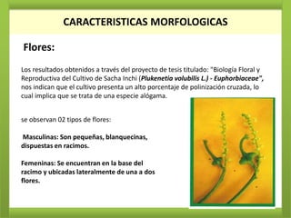 CARACTERISTICAS MORFOLOGICAS
              CARACTERISTICAS MORFOLOGICAS

Flores:
Los resultados obtenidos a través del proyecto de tesis titulado: "Biología Floral y
Reproductiva del Cultivo de Sacha Inchi (Plukenetia volubilis L.) - Euphorbiaceae",
nos indican que el cultivo presenta un alto porcentaje de polinización cruzada, lo
cual implica que se trata de una especie alógama.


se observan 02 tipos de flores:

Masculinas: Son pequeñas, blanquecinas,
dispuestas en racimos.

Femeninas: Se encuentran en la base del
racimo y ubicadas lateralmente de una a dos
flores.
 
