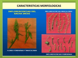 CARACTERISTICAS MORFOLOGICAS
 
