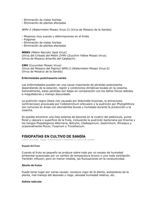 - Eliminación de malas hierbas
- Eliminación de plantas afectadas

WMV-2 (Watermelon Mosaic Virus-2) (Virus de Mosaico de la Sandía)

-   Mosaicos muy suaves y deformaciones en el limbo
-   Pulgones
-   Eliminación de malas hierbas
-   Eliminación de plantas afectadas

MNSV (Melon Necrotic Spot Virus)
(Virus del Cribado del Melón ZYMV (Zucchini Yellow Mosaic Virus)
(Virus de Mosaico Amarillo del Calabacín)

CMV (Cucumber Mosaic Virus)
(Virus del Mosaico del Pepino) WMV-2 (Watermelon Mosaic Virus-2)
(Virus de Mosaico de la Sandía)

Enfermedades postchosecha sandía

Las enfermedades pueden ser una causa importante de pérdidas postcosecha
dependiendo de la estación, región y condiciones climáticas locales en la cosecha.
Generalmente, estas pérdidas son bajas en comparación con los daños físicos debidos
a magulladuras y manejo descuidado.

La pudrición negra (black rot) causada por Didymella bryoniae, la antracnosis
(anthracnose) provocada por Colletotrichum orbiculare y la pudrición por Phytophthora
son comunes en áreas con abundantes lluvias y humedad durante la producción y la
cosecha.

Es posible encontrar una lista extensa de lesiones en la cicatriz del pedúnculo, punta
floral y cáscara o superficie de la fruta, incluyendo la pudrición bacteriana por Erwinia y
los hongos fitopatógenos Alternaria, Botrytis, Cladosporium, Geotrichum, Rhizopus y
ocasionalmente Mucor, Fusarium y Tricothecium.



FISIOPATÍAS EN CULTIVO DE SANDÍA
Cultivo de sandía: Plagas, enfermedades y fisiopatías en cultivo de sandías


Rajado del fruto

Cuando el fruto es pequeño se produce sobre todo por un exceso de humedad
ambiental ocasionado por un cambio de temperatura brusco o una mala ventilación.
También influyen, pero en menor medida, las fluctuaciones en la conductividad.

Aborto de frutos

Puede tener lugar por varias causas: excesivo vigor de la planta, autoaclareo de la
planta, mal manejo del abonado y riego, elevada humedad relativa, etc.

Asfixia radicular
 