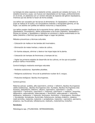 La biología de estas especies es bastante similar, pasando por estados de huevo, 5-6
estadíos larvarios y pupa. Los huevos son depositados en las hojas, preferentemente
en el envés, en plastones con un número elevado de especies del género Spodoptera,
mientras que las demás lo hacen de forma aislada.

Los daños son causados por las larvas al alimentarse. En Spodoptera y Heliothis la
pupa se realiza en el suelo y en Chrysodeixis chalcites y Autographa gamma, en las
hojas. Los adultos son polillas de hábitos nocturnos y crepusculares.

Los daños pueden clasificarse de la siguiente forma: daños ocasionados a la vegetación
(Spodoptera, Chrysodeixis), daños ocasionados a los frutos (Heliothis, Spodoptera y
Plusias en tomate, y Spodoptera y Heliothis en pimiento) y daños ocasionados en los
tallos (Heliothis y Ostrinia) que pueden llegar a cegar las plantas.

Métodos preventivos y técnicas culturales

- Colocación de mallas en las bandas del invernadero.

- Eliminación de malas hierbas y restos de cultivo.

- En fuertes ataques, eliminar y destruir las hojas bajas de la planta.

- Colocación de trampas de feromonas y trampas de luz.

- Vigilar los primeros estados de desarrollo de los cultivos, en los que se pueden
producir daños irreversibles.

Control biológico mediante enemigos naturales

- Parásitos autóctonos: Apantelles plutellae.

- Patógenos autóctonos: Virus de la poliedrosis nuclear de S. exigua.

- Productos biológicos: Bacillus thuringiensis.

Control químico

Materias activas: acefato, alfa-cipermetrin, amitraz + bifentrin, Bacillus thuringiensis
(delta-endotoxina), .Bacillus thuringiensis (Var. Kurstaki), Bacillus thuringiensis (Var.
Aizawai), betaciflutrin, bifentrin, ciflutrin, cipermetrin, cipermetrin + azufre,
cipermetrin + fenitrotion, cipermetrin + metomilo, cipermetrin + malation, clorpirifos,
deltametrin, esfenvalerato, esfenvalerato + fenitrotion, esfenvalerato + metomilo,
etofenprox, etofenprox + metomilo, fenitrotion, fenitrotion + fenpropatrin, fenitrotion
+ fenvalerato, fenvalerato, flucitrinato, flufenoxuron, lambda cihalotrin, malation,
metil-pirimifos, metomilo, metomilo + piridafention, metomilo + permetrin, permetrin,
propoxur, tau-fluvalinato, teflubenzuron, tiodicarb,, tralometrina, triclorfon.

Nemátodos

Meloidogyne spp. (TYLENCHIDA: HETERODERIDAE).
 