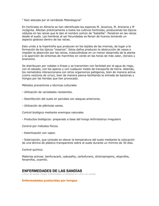 " Raíz atacada por el nemátodo Meloidogyne"

En hortícolas en Almería se han identificado las especies M. Javanica, M. Arenaria y M
incógnita. Afectan prácticamente a todos los cultivos hortícolas, produciendo los típicos
nódulos en las raíces que le dan el nombre común de "batatilla". Penetran en las raíces
desde el suelo. Las hembras al ser fecundadas se llenan de huevos tomando un
aspecto globoso dentro de las raíces.

Esto unido a la hipertrofia que producen en los tejidos de las mismas, da lugar a la
formación de los típicos "rosarios". Estos daños producen la obstrucción de vasos e
impiden la absorción por las raíces, traduciéndose en un menor desarrollo de la planta
y la aparición de síntomas de marchitez en verde en las horas de más calor, clorosis y
enanismo.

Se distribuyen por rodales o líneas y se transmiten con facilidad por el agua de riego,
con el calzado, con los aperos y con cualquier medio de transporte de tierra. Además,
los nematodos interaccionana con otros organismos patógenos, bien de manera activa
(como vectores de virus), bien de manera pasiva facilitando la entrada de bacterias y
hongos por las heridas que han provocado.

Métodos preventivos y técnicas culturales

- Utilización de variedades resistentes.

- Desinfección del suelo en parcelas con ataques anteriores.

- Utilización de plántulas sanas.

Control biológico mediante enemigos naturales

- Productos biológicos: preparado a base del hongo Arthrobotrys irregularis

Control por métodos físicos

- Esterilización con vapor.

- Solarización, que consiste en elevar la temperatura del suelo mediante la colocación
de una lámina de plástico transparente sobre el suelo durante un mínimo de 30 días.

Control químico

Materias activas: benfuracarb, cadusafos, carbofurano, dicloropropeno, etoprofos,
fenamifos, oxamilo.



ENFERMEDADES DE LAS SANDÍAS
Cultivo de sandía: Plagas, enfermedades y fisiopatías en cultivo de sandías


Enfermedades producidas por hongos
 