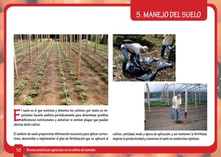 5. MANEJO DEL SUELO




E
     l suelo es el que sostiene y alimenta los cultivos, por tanto es im-
     portante hacerle análisis periódicamente para determinar posibles
     deficiencias nutricionales y detectar si existen plagas que puedan
afectar dicho cultivo.

El análisis de suelo proporciona información necesaria para aplicar correc-    cultivo, cantidad, modo y época de aplicación, y así mantener la fertilidad,
tivos, desarrollar e implementar el plan de fertilización que se aplicará al   mejorar la productividad y conservar el suelo en condiciones óptimas.


 10       Buenas prácticas agrícolas en el cultivo de tomate
 