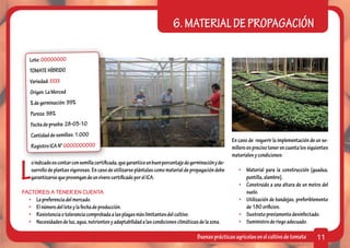 6. MATERIAL DE PROPAGACIÓN

   Lote: 00000000
   TOMATE HÍBRIDO
   Variedad: XXXX
    Origen: La Merced
    % de germinación: 99%
    Pureza: 98%
    Fecha de prueba: 28-03-10
    Cantidad de semillas: 1.000
                                                                                                          En caso de requerir la implementación de un se-
    Registro ICA N° 0000000000                                                                            millero es preciso tener en cuenta los siguientes
                                                                                                          materiales y condiciones:


L
    o indicado es contar con semilla certificada, que garantice un buen porcentaje de germinación y de-
    sarrollo de plantas vigorosas. En caso de utilizarse plántulas como material de propagación debe         •	 Material para la construcción (guadua,
    garantizarse que provengan de un vivero certificado por el ICA.                                             puntilla, alambre).
                                                                                                             •	 Construido a una altura de un metro del
FACTORES A TENER EN CUENTA                                                                                      suelo.
  •	 La preferencia del mercado.                                                                             •	 Utilización de bandejas, preferiblemente
  •	 El número del lote y la fecha de producción.                                                               de 180 orificios.
  •	 Resistencia o tolerancia comprobada a las plagas más limitantes del cultivo.                            •	 Sustrato previamente desinfectado.
  •	 Necesidades de luz, agua, nutrientes y adaptabilidad a las condiciones climáticas de la zona.           •	 Suministro de riego adecuado.

                                                                                         Buenas prácticas agrícolas en el cultivo de tomate          11
 
