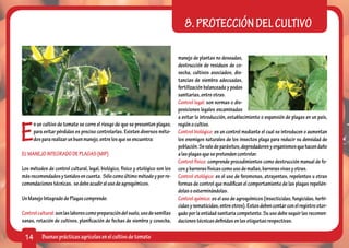 8. PROTECCIÓN DEL CULTIVO

                                                                                manejo de plantas no deseadas,
                                                                                destrucción de residuos de co-
                                                                                secha, cultivos asociados, dis-
                                                                                tancias de siembra adecuadas,
                                                                                fertilización balanceada y podas
                                                                                sanitarias, entre otras.
                                                                                Control legal: son normas o dis-
                                                                                posiciones legales encaminadas
                                                                                a evitar la introducción, establecimiento o expansión de plagas en un país,


E
      n un cultivo de tomate se corre el riesgo de que se presenten plagas;     región o cultivo.
      para evitar pérdidas es preciso controlarlas. Existen diversos méto-      Control biológico: es un control mediante el cual se introducen o aumentan
      dos para realizar un buen manejo, entre los que se encuentra:             los enemigos naturales de los insectos plaga para reducir su densidad de
                                                                                población. Se vale de parásitos, depredadores y organismos que hacen daño
EL MANEJO INTEGRADO DE PLAGAS (MIP)                                             a las plagas que se pretenden controlar.
                                                                                Control físico: comprende procedimientos como destrucción manual de fo-
Los métodos de control cultural, legal, biológico, físico y etológico son los   cos y barreras físicas como uso de mallas, barreras vivas y otras.
más recomendados y tenidos en cuenta. Sólo como último método y por re-         Control etológico: es el uso de feromonas, atrayentes, repelentes u otras
comendaciones técnicas, se debe acudir al uso de agroquímicos.                  formas de control que modifican el comportamiento de las plagas repelién-
                                                                                dolas o exterminándolas.
Un Manejo Integrado de Plagas comprende:                                        Control químico: es el uso de agroquímicos (insecticidas, fungicidas, herbi-
                                                                                cidas y nematicidas, entre otros). Estos deben contar con el registro otor-
Control cultural: son las labores como preparación del suelo, uso de semillas   gado por la entidad sanitaria competente. Su uso debe seguir las recomen-
sanas, rotación de cultivos, planificación de fechas de siembra y cosecha,      daciones técnicas definidas en las etiquetas respectivas.

 14       Buenas prácticas agrícolas en el cultivo de tomate
 