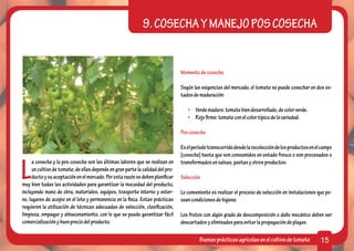 9. COSECHA Y MANEJO POS COSECHA


                                                                                Momento de cosecha

                                                                                Según las exigencias del mercado, el tomate se puede cosechar en dos es-
                                                                                tados de maduración:

                                                                                   •	 Verde maduro: tomate bien desarrollado, de color verde.
                                                                                   •	 Rojo firme: tomate con el color típico de la variedad.

                                                                                Pos cosecha

                                                                                Es el período transcurrido desde la recolección de los productos en el campo
                                                                                (cosecha) hasta que son consumidos en estado fresco o son procesados o


L
     a cosecha y la pos cosecha son las últimas labores que se realizan en      transformados en salsas, pastas y otros productos.
     un cultivo de tomate; de ellas depende en gran parte la calidad del pro-
     ducto y su aceptación en el mercado. Por esta razón se deben planificar    Selección
muy bien todas las actividades para garantizar la inocuidad del producto,
incluyendo mano de obra, materiales, equipos, trasporte interno y exter-        Lo conveniente es realizar el proceso de selección en instalaciones que po-
no, lugares de acopio en el lote y permanencia en la finca. Estas prácticas     sean condiciones de higiene.
requieren la utilización de técnicas adecuadas de selección, clasificación,
limpieza, empaque y almacenamiento, con lo que se puede garantizar fácil        Los frutos con algún grado de descomposición o daño mecánico deben ser
comercialización y buen precio del producto.                                    descartados y eliminados para evitar la propagación de plagas.

                                                                                         Buenas prácticas agrícolas en el cultivo de tomate           15
 