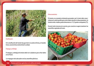 Almacenamiento

                                                                               El tomate es un producto altamente perecedero, por lo tanto debe comer-
                                                                               cializarse lo antes posible para evitar daños durante el almacenamiento. Un
                                                                               tomate verde o maduro puede almacenarse a 12,5 grados centígrados (°C).

                                                                               Durante todo el proceso de cosecha y pos cosecha se sugiere mantener las
                                                                               canastillas separadas del suelo.




Clasificación

En la clasificación del tomate hay que tener en cuenta la forma y el tamaño.
Estas características determinan la calidad.

Empaque y embalaje

El empaque y embalaje del tomate deben ser cuidadosos para evitar daños
en los frutos.

Los empaques más adecuados son las canastillas plásticas.

 16       Buenas prácticas agrícolas en el cultivo de tomate
 