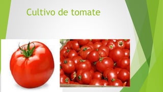 Cultivo de tomate
 