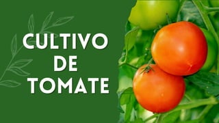Cultivo
Cultivo
de
de
Tomate
Tomate
 