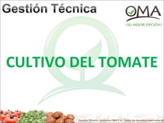 CULTIVO DEL TOMATE

 