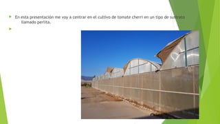  En esta presentación me voy a centrar en el cultivo de tomate cherri en un tipo de sustrato
llamado perlita.

 