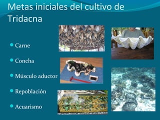 Metas iniciales del cultivo de
Tridacna
Carne
Concha
Músculo aductor
Repoblación
Acuarismo

 