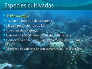 Especies cultivadas
Tridacna gigas
> 1.3 m de longitud de la concha.
Llega a pesar cientos de kilos.
Vive más de 50 años.
Casi extinta de SE Asia, Australia, Micronesia.
Conservada en la Gran Barrera Arrecifal Australiana

(GBA).
El manto es café/verde con manchas azules o verdes.

 