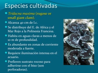 Especies cultivadas
Tridacna maxima (rugose or

small giant clam).

Alcanza 40 cm de l.c.
Se distribuye del E. de Africa y el

Mar Rojo a la Polinesia Francesa.
Habita en aguas claras a menos de
10 m de profundidad.
Es abundante en zonas de corriente
moderada a fuerte.
Requiere iluminación intensa en el
acuario.
Prefieren sustrato rocoso para
adherirse con el biso (son
perforadoras).

 
