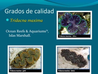 Grados de calidad
Tridacna maxima
Ocean Reefs & AquariumsTM,
Islas Marshall.

 