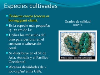 Especies cultivadas
Tridacna crocea (crocus or

boring giant clam).
Es la especie más pequeña:
15 -22 cm de l.c.
Utiliza los músculos del
biso para perforar en el
sustrato o cabezas de
coral.
Se distribuye en el SE de
Asia, Autralia y el Pacífico
Occidental.
Alcanza densidades de >
100 org/m2 en la GBA.

Grados de calidad
(ORA ).
TM

 