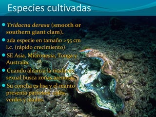 Especies cultivadas
Tridacna derasa (smooth or

southern giant clam).
2da especie en tamaño >55 cm
l.c. (rápido crecimiento)
SE Asia, Micronesia, Tonga y
Australia.
Cuando alcanza la madurez
sexual busca zonas arenosas.
Su concha es lisa y el manto
presenta patrones cafés,
verdes y azules.

 