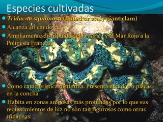 Especies cultivadas
Tridacna squamosa (fluted or scaly giant clam)
Alcanza 40 cm de l.c.
Ampliamente distribuida del E. Africa y el Mar Rojo a la

Polinesia Francesa.

Como característica distintiva. Presenta escudos o placas

en la concha
Habita en zonas arenosas más profundas por lo que sus
requerimientos de luz no son tan rigurosos como otras
tridacnas.

 