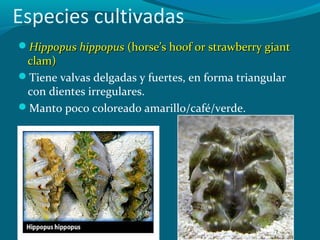 Especies cultivadas
Hippopus hippopus (horse’s hoof or strawberry giant

clam)
Tiene valvas delgadas y fuertes, en forma triangular
con dientes irregulares.
Manto poco coloreado amarillo/café/verde.

 
