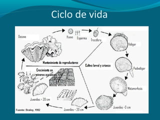 Ciclo de vida

 