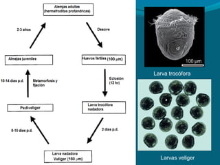 Larva trocófora

Larvas veliger

 