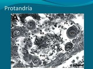 Protandría

 