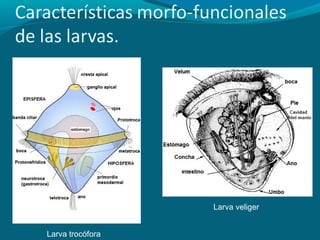 Larva veliger
Larva trocófora

 