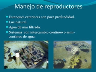 Manejo de reproductores
Estanques exteriores con poca profundidad.
Luz natural.
Agua de mar filtrada.
Sistemas con intercambio continuo o semi-

continuo de agua.

 