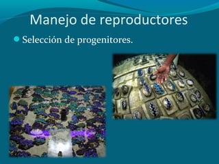 Manejo de reproductores
Selección de progenitores.

 