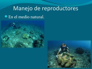 Manejo de reproductores
En el medio natural.

 