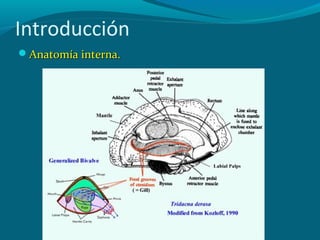Introducción
Anatomía interna.

 