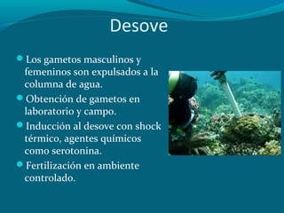 Desove
Los gametos masculinos y

femeninos son expulsados a la
columna de agua.
Obtención de gametos en
laboratorio y campo.
Inducción al desove con shock
térmico, agentes químicos
como serotonina.
Fertilización en ambiente
controlado.

 