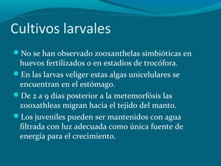 Cultivos larvales
No se han observado zooxanthelas simbióticas en

huevos fertilizados o en estadios de trocófora.
En las larvas veliger estas algas unicelulares se
encuentran en el estómago.
De 2 a 9 días posterior a la metemorfósis las
zooxathleas migran hacia el tejido del manto.
Los juveniles pueden ser mantenidos con agua
filtrada con luz adecuada como única fuente de
energía para el crecimiento.

 