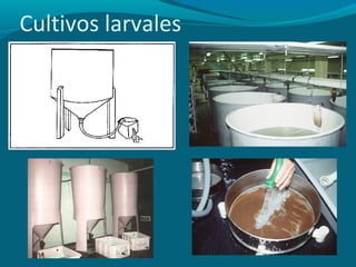 Cultivos larvales

 