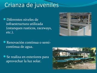 Crianza de juveniles
Diferentes niveles de

infraestructura utilizada
(estanques rusticos, raceways,
etc.).

Renovación continua o semi-

continua de agua.

Se realiza en exteriores para

aprovechar la luz solar.

 
