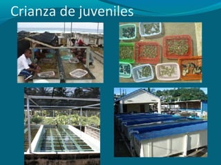 Crianza de juveniles

 