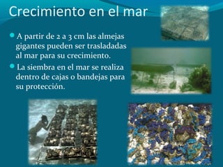 Crecimiento en el mar
A partir de 2 a 3 cm las almejas

gigantes pueden ser trasladadas
al mar para su crecimiento.
La siembra en el mar se realiza
dentro de cajas o bandejas para
su protección.

 