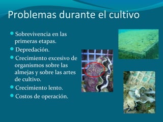 Problemas durante el cultivo
Sobrevivencia en las

primeras etapas.
Depredación.
Crecimiento excesivo de
organismos sobre las
almejas y sobre las artes
de cultivo.
Crecimiento lento.
Costos de operación.

 