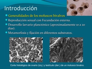 Introducción
Generalidades de los moluscos bivalvos.
Reproducción sexual con Fecundación externa.
Desarrollo larvario planctónico (aproximadamente 10 a 20

días).
Metamorfosis y fijación en diferentes substratos.

Corte histológico de ovario (izq.) y testículo (der.) de un molusco bivalvo.

 