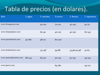 Tabla de precios (en dolares).
Sitio

T. maxima

T.crocea

T. derasa

T. squamosa

www.liveaquaria.com

50-100

70-120

40-140

50-70

www.thatpetplace.com

60-90

40-120

40-150

60-140

38-11o

60-200

75-148

59-88

33.98-90.98

32-62

65-170

50-225

50-155

49-154

www.petsolutions.com

T. gigas

40-180

www.freshmarine.com

www.seatrademarine.com

www.petco.com

68-243

65-180

45-120

 