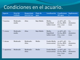 Condiciones en el acuario.
Especie

Nivel de
cuidado

Requerimie
ntos de Luz

Flujo de
agua

Localización

Condiciones
del agua

Suplemento
s

T.maxima

Moderadomedio

Altos

Bajo-Medio

MediaSuperficial
(sobre rocas)

22-26°C, pH:
8.1-8.4, dKH:
8-12, 1.0201.025

Ca,
elementos
traza

T. crocea

Moderadomedio

Altos

Bajo-Medio

MediaSuperficial
(sobre rocas)

22-26°C, pH:
8.1-8.4, dKH:
8-12, 1.0201.025

Ca,
elementos
traza

T. derasa

Moderado

ModeradoAltos

Medio

Fondo-Medio
(rocas-arena)

22-26°C, pH:
8.1-8.4, dKH:
8-12, 1.0201.025

Ca,
elementos
traza

T. squamosa

Moderado

ModeradoAltos

Medio

Fondo-Medio
(rocas-arena)

22-26°C, pH:
8.1-8.4, dKH:
8-12, 1.0201.025

Ca,
elementos
traza

 