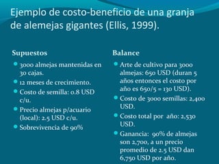 Ejemplo de costo-beneficio de una granja
de alemejas gigantes (Ellis, 1999).
Supuestos

Balance

3000 almejas mantenidas en

Arte de cultivo para 30oo

30 cajas.
12 meses de crecimiento.
Costo de semilla: 0.8 USD
c/u.
Precio almejas p/acuario
(local): 2.5 USD c/u.
Sobrevivencia de 90%

almejas: 650 USD (duran 5
años entonces el costo por
año es 650/5 = 130 USD).
Costo de 3000 semillas: 2,400
USD.
Costo total por año: 2,530
USD.
Ganancia: 90% de almejas
son 2,700, a un precio
promedio de 2.5 USD dan
6,750 USD por año.

 
