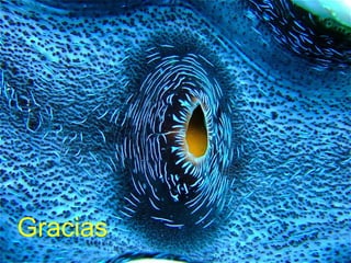 Gracias

 