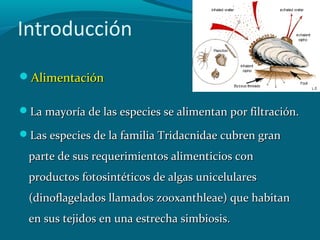 Introducción
Alimentación
La mayoría de las especies se alimentan por filtración.
Las especies de la familia Tridacnidae cubren gran

parte de sus requerimientos alimenticios con
productos fotosintéticos de algas unicelulares
(dinoflagelados llamados zooxanthleae) que habitan
en sus tejidos en una estrecha simbiosis.

 