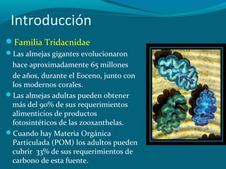 Introducción
Familia Tridacnidae
Las almejas gigantes evolucionaron

hace aproximadamente 65 millones
de años, durante el Eoceno, junto con
los modernos corales.
Las almejas adultas pueden obtener
más del 90% de sus requerimientos
alimenticios de productos
fotosintéticos de las zooxanthelas.
Cuando hay Materia Orgánica
Particulada (POM) los adultos pueden
cubrir 33% de sus requerimientos de
carbono de esta fuente.

 