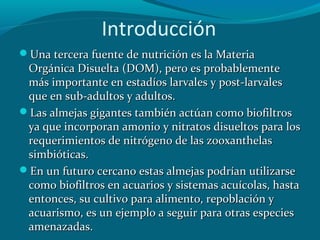 Introducción
Una tercera fuente de nutrición es la Materia

Orgánica Disuelta (DOM), pero es probablemente
más importante en estadíos larvales y post-larvales
que en sub-adultos y adultos.
Las almejas gigantes también actúan como biofiltros
ya que incorporan amonio y nitratos disueltos para los
requerimientos de nitrógeno de las zooxanthelas
simbióticas.
En un futuro cercano estas almejas podrían utilizarse
como biofiltros en acuarios y sistemas acuícolas, hasta
entonces, su cultivo para alimento, repoblación y
acuarismo, es un ejemplo a seguir para otras especies
amenazadas.

 
